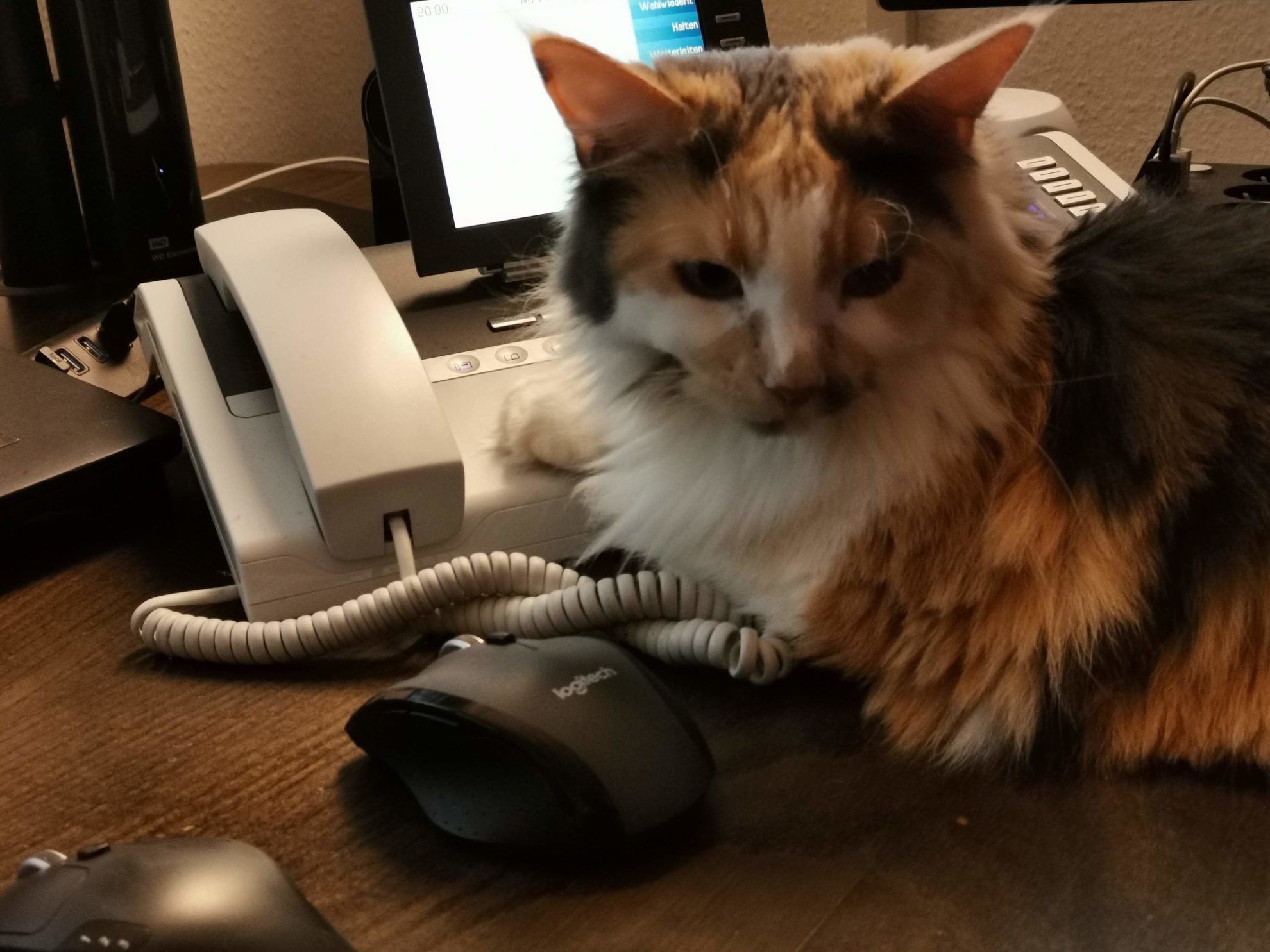 Bürokatze